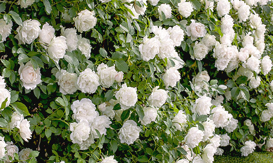 Icecap™ Rose